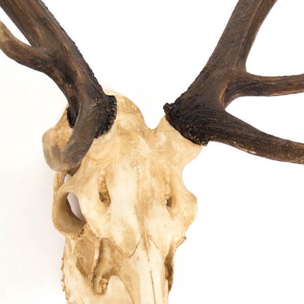Zentique Polyresin Cast Off-White and Ombre Brown Antler Deer Skull